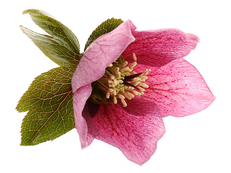 A pink hellebore flower