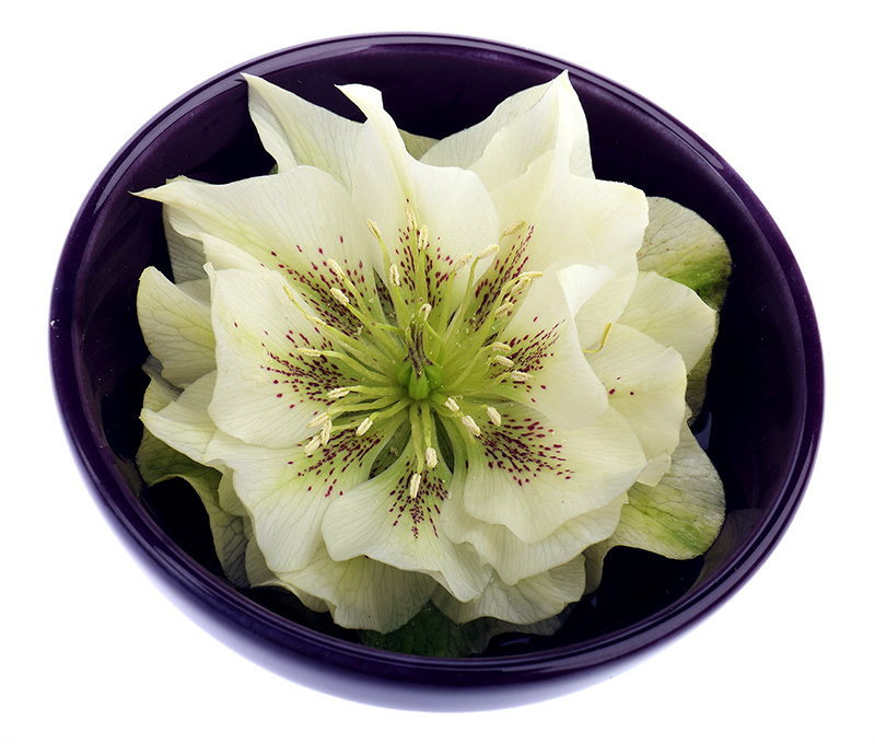 Cream-coloured hellebore flower