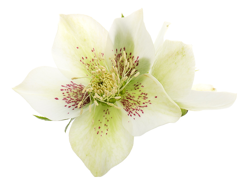 Pink-speckled white hellebore flowers