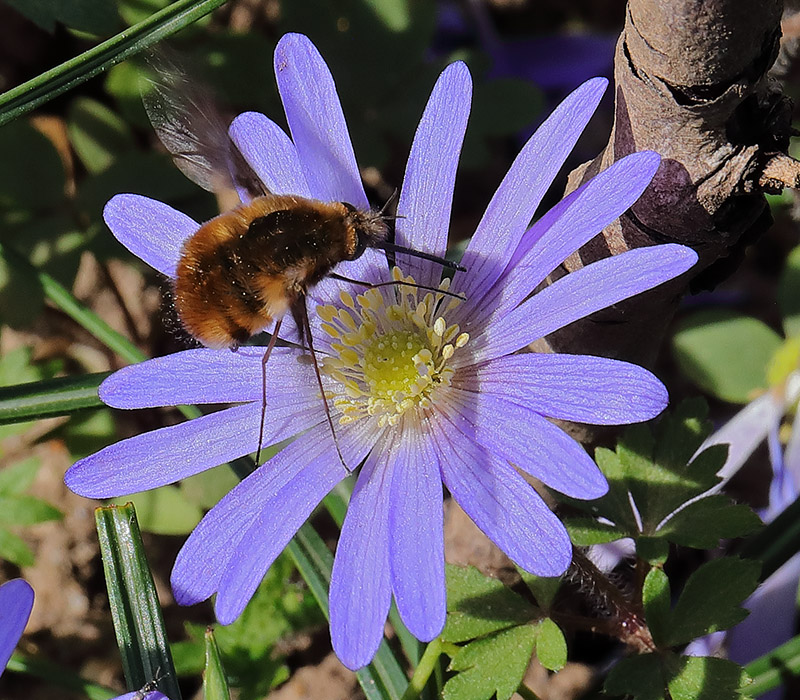 A bee-fly enjoying an Anemone blanda flower