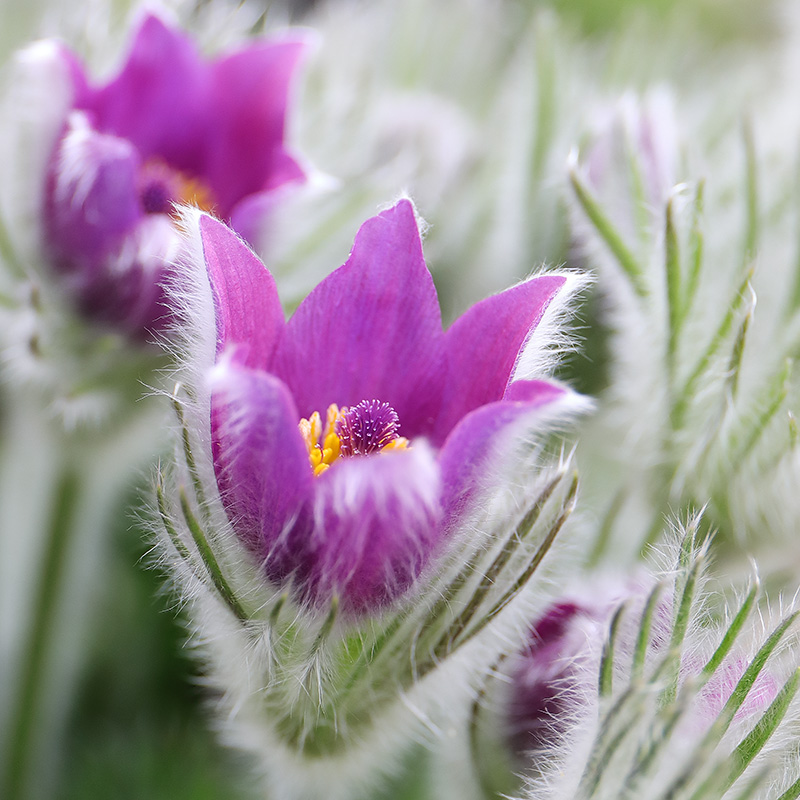 Pulsatilla vulgaris (pasqueflower)