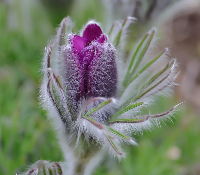 A pasqueflower bud.