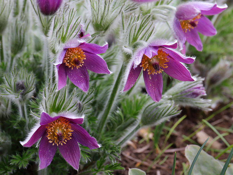 Pulsatilla vulgaris (pasqueflower)