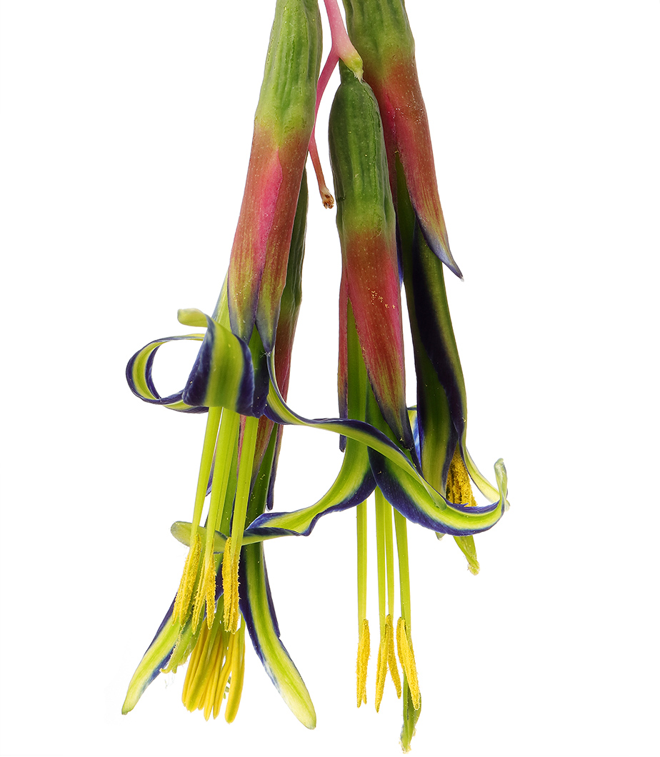 bilbergia nutans