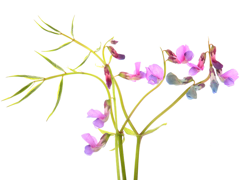 Lathyrus vernus (spring pea) flowers