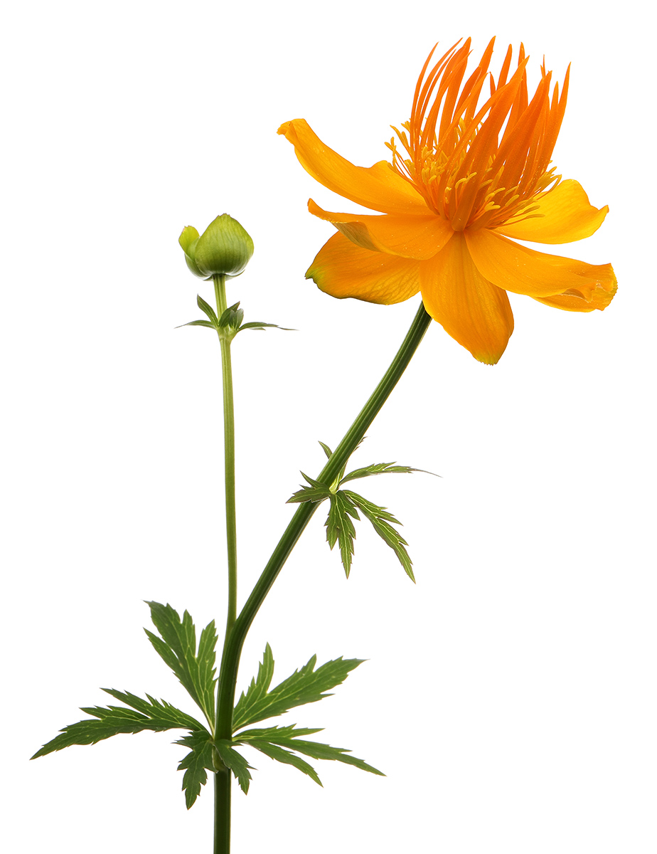 Trollius 'Golden Queen' (globeflower)