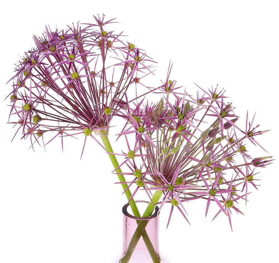Allium christophii flowers