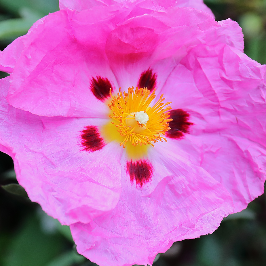 Rock rose flower (Cistus)
