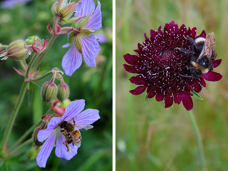 L: Honeybee on geranium, R: Bumblebee on scabious flower