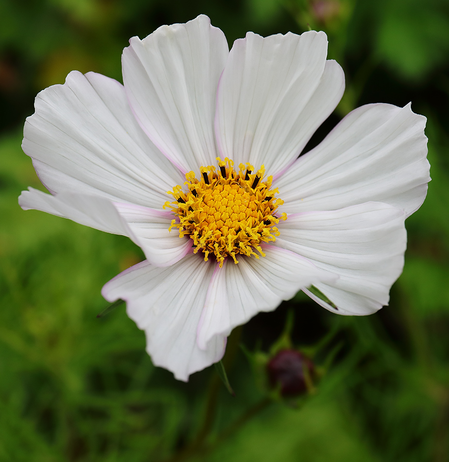 Cosmos bipinnatus flower