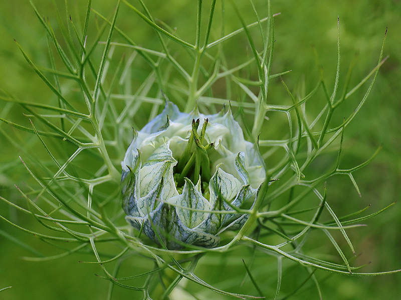 Nigella damascena bud about to open.