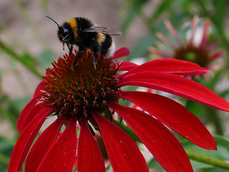 Bee on red echinacea flower