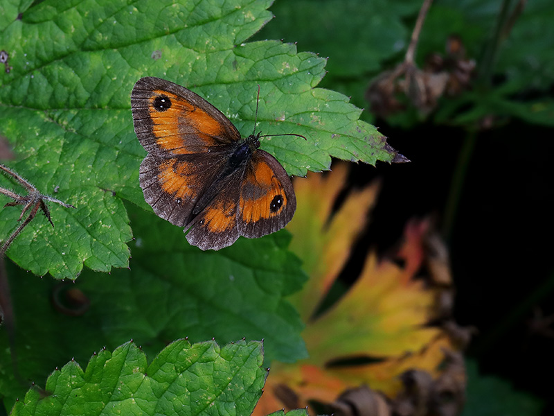 Gatekeeper butterfly