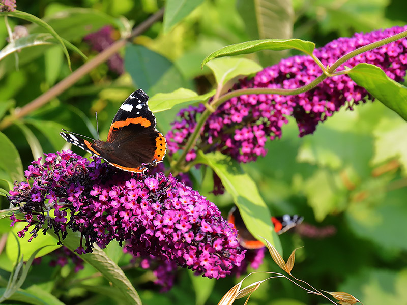 Red Admiral butterfly