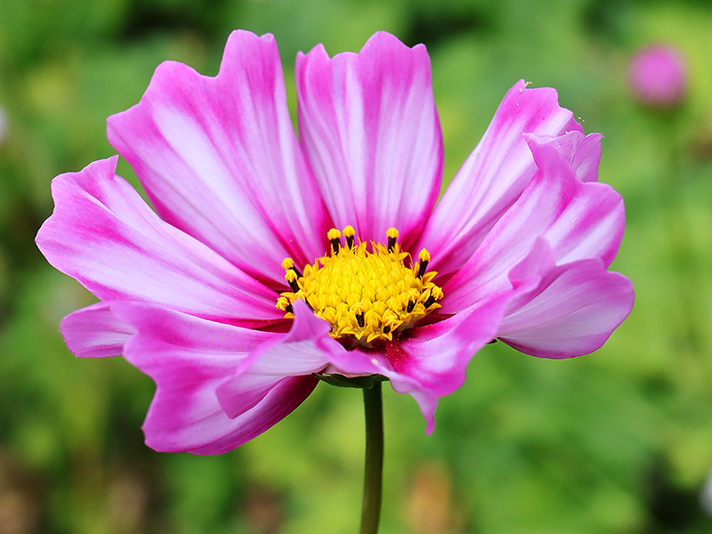 Cosmos 'Candy Stripe'