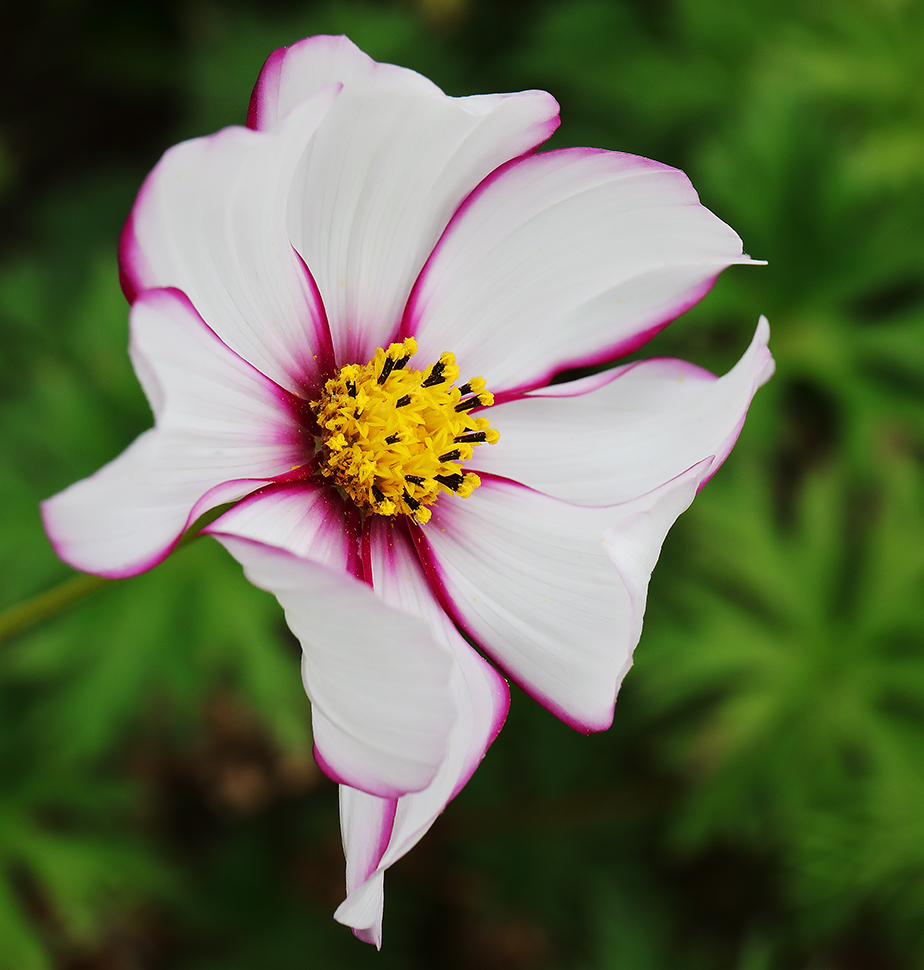 Cosmos 'Candy Stripe'