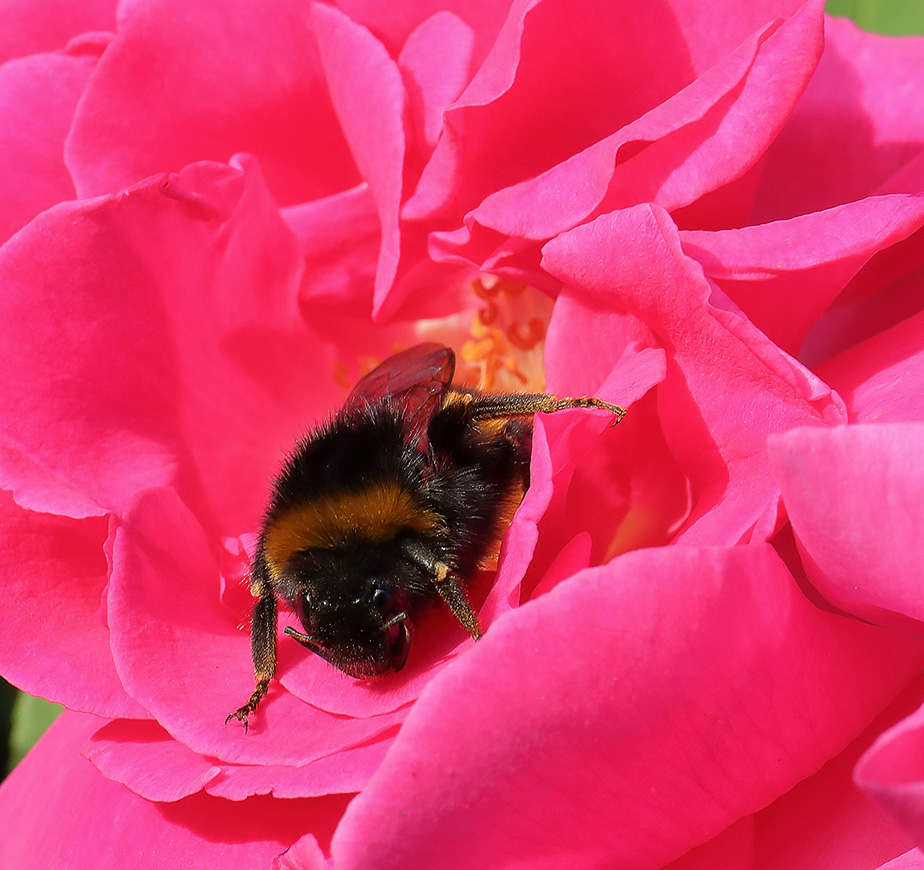 Bumblebee on rose