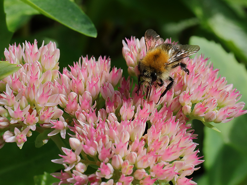 Common Carder Bee