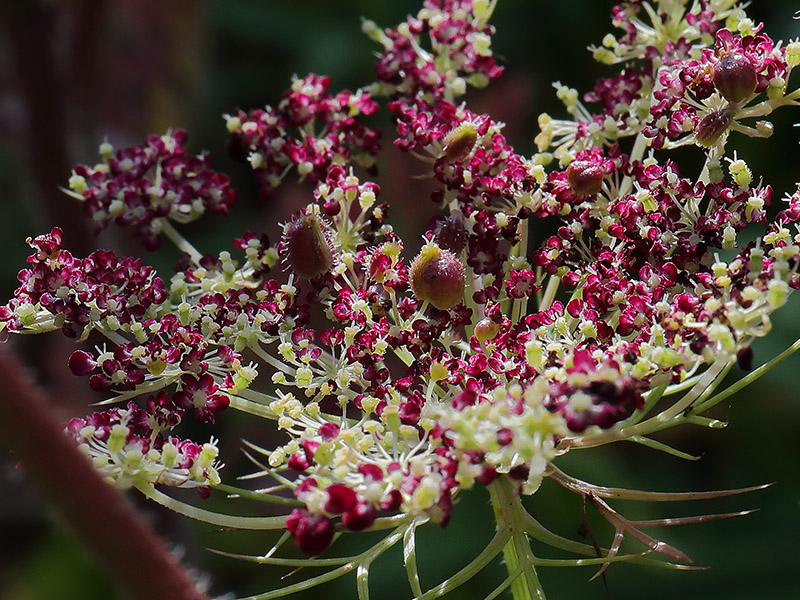 Wild carrot (Daucus carota) flower head.