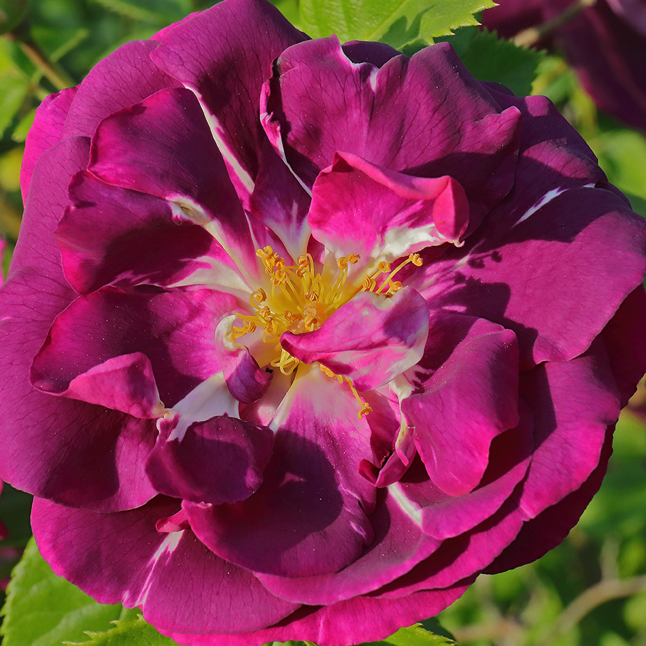Rose Blue Rhapsody