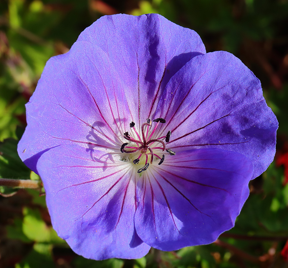 Geranium 'Rozanne'