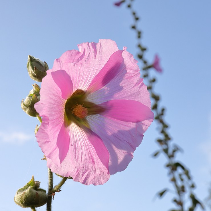 pink hollyhock flower against a blue sky