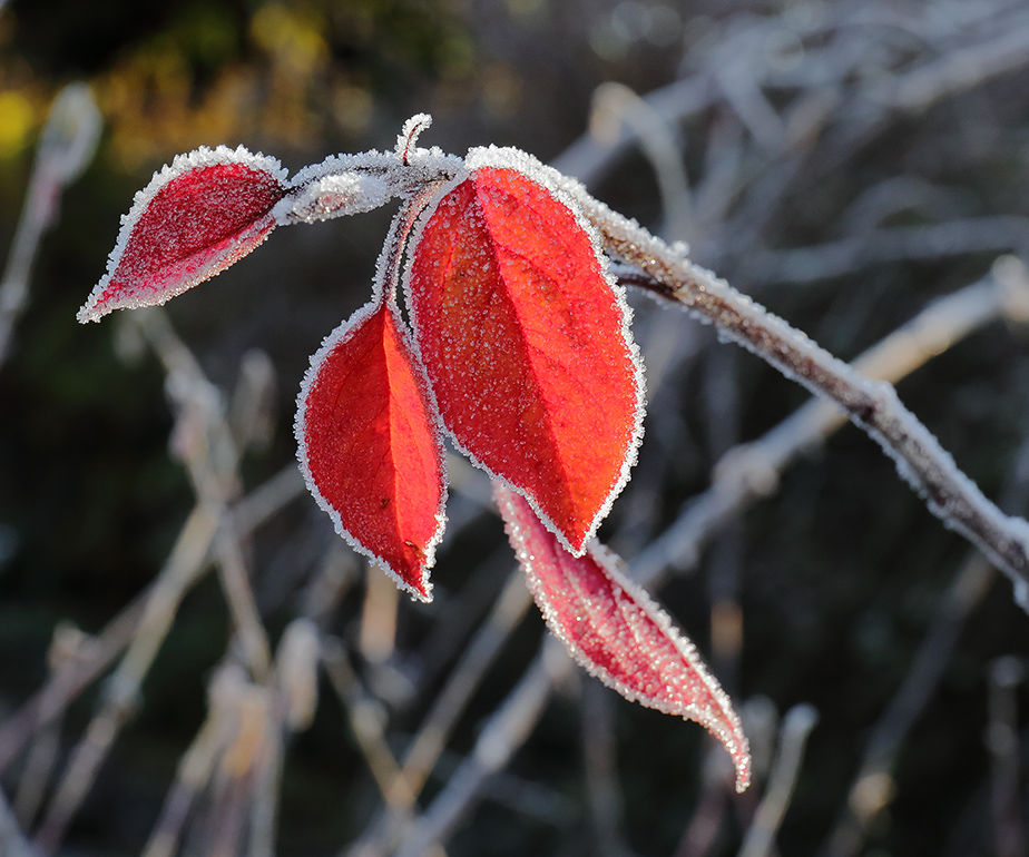 Frosted autumn leaves.