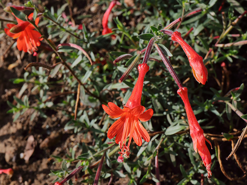 Zauschneria Glasnevin