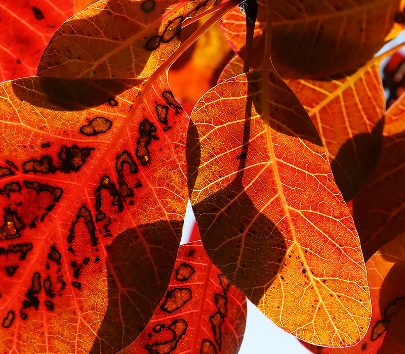 Cotinus (smoke bush) autumn leaves