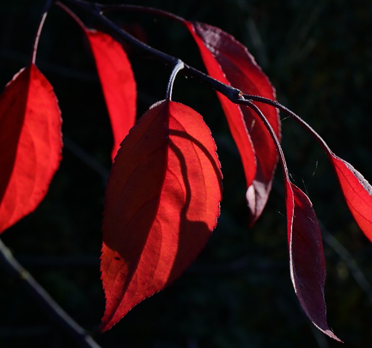 Autumn leaves - crab apple