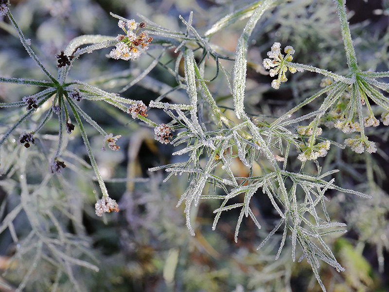 Frosted fennel plant