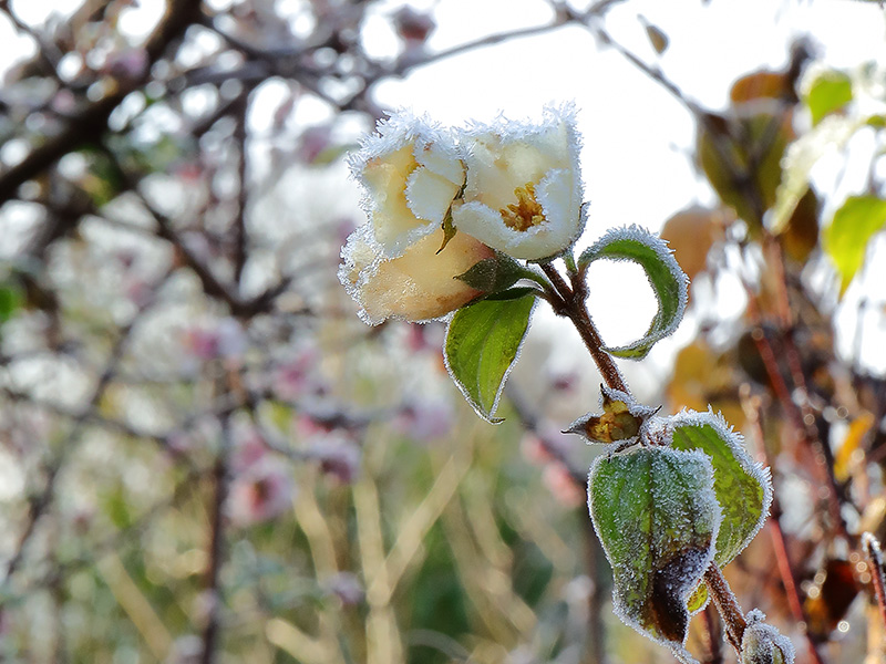 Frosted Philadelphus flowers