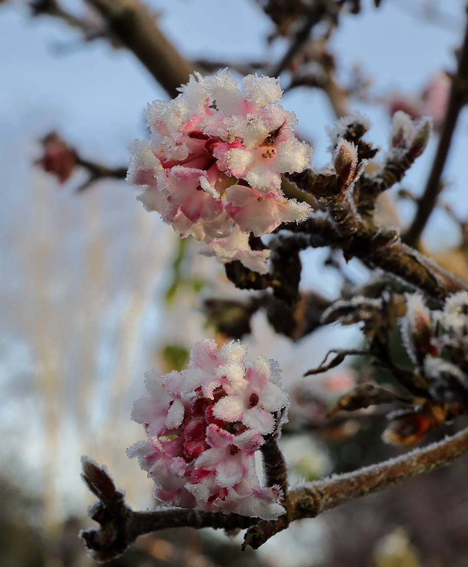 Frosted Viburnum flowers