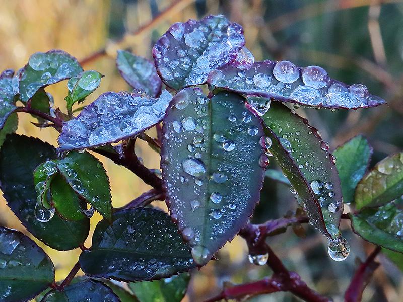 Melted frost on rose leaves
