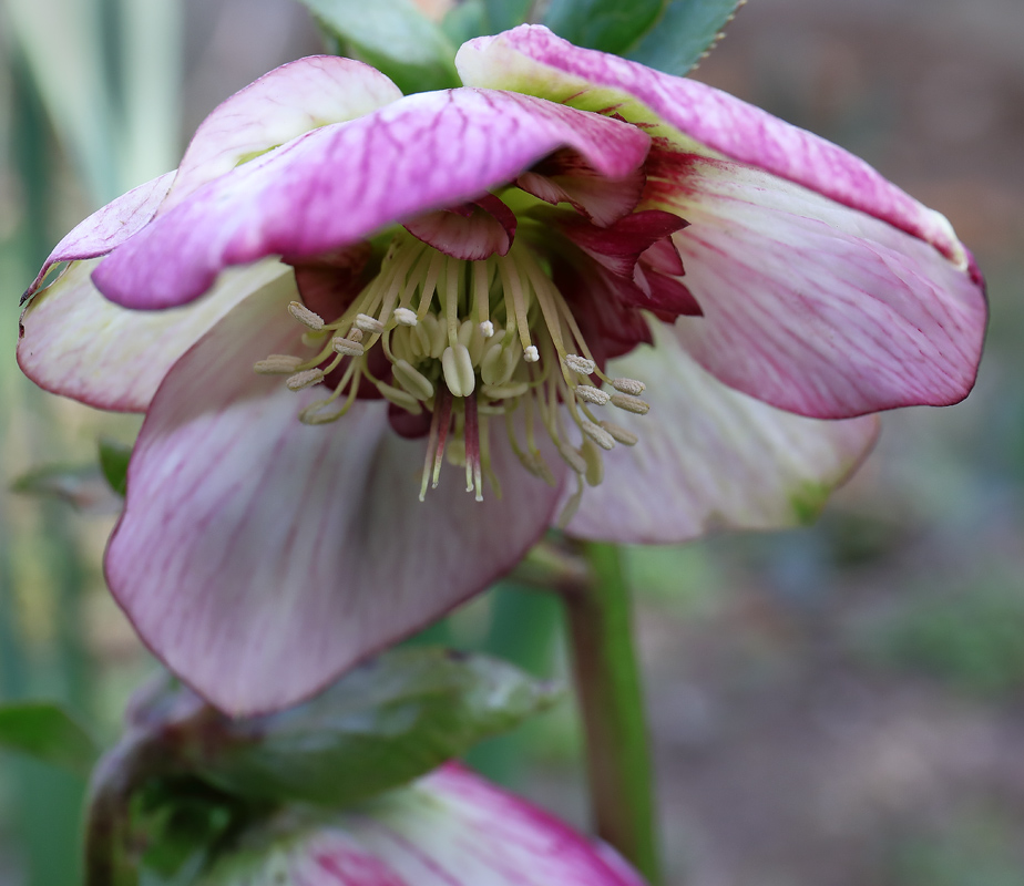 White and pink hellebore flower