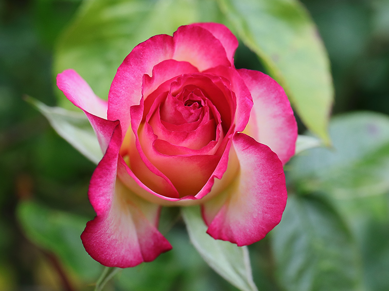 Rose 'Handel'