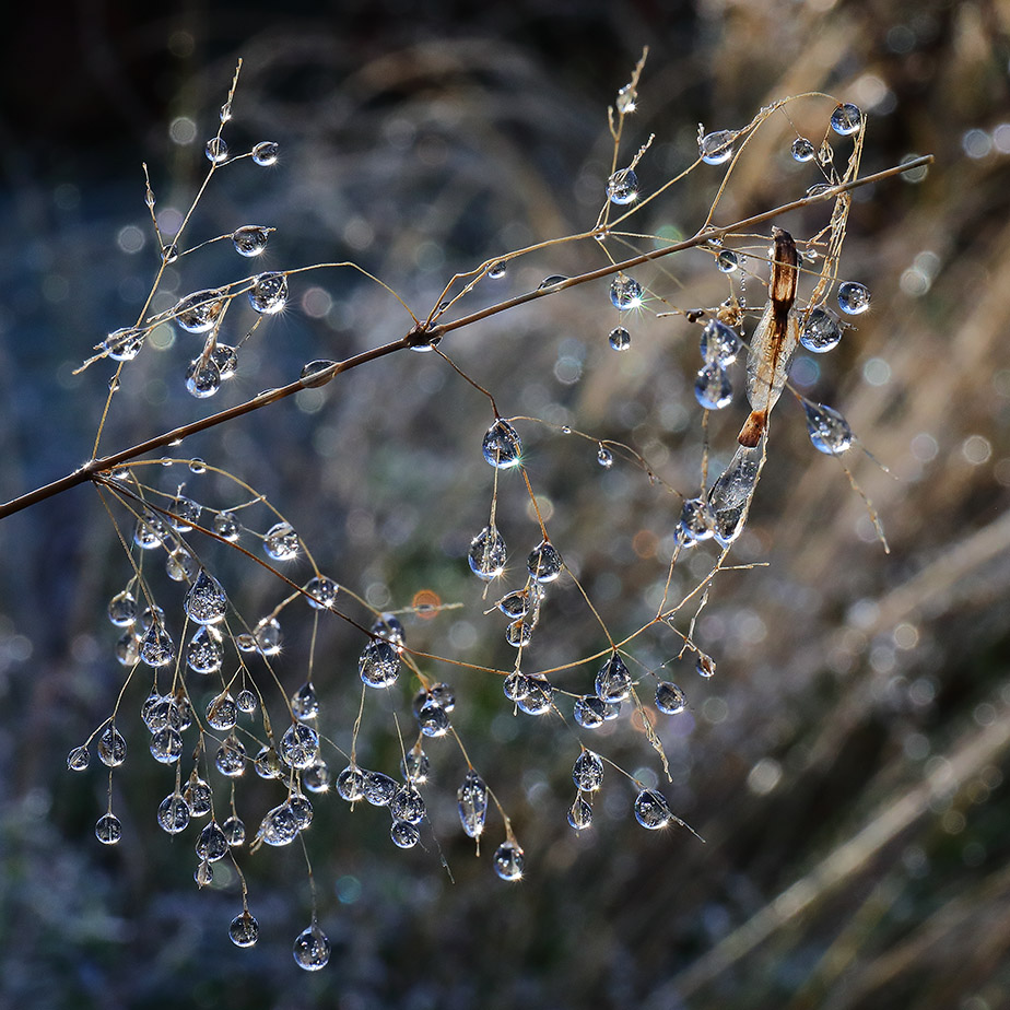 Water drops on Stipa gigantea (golden oats)