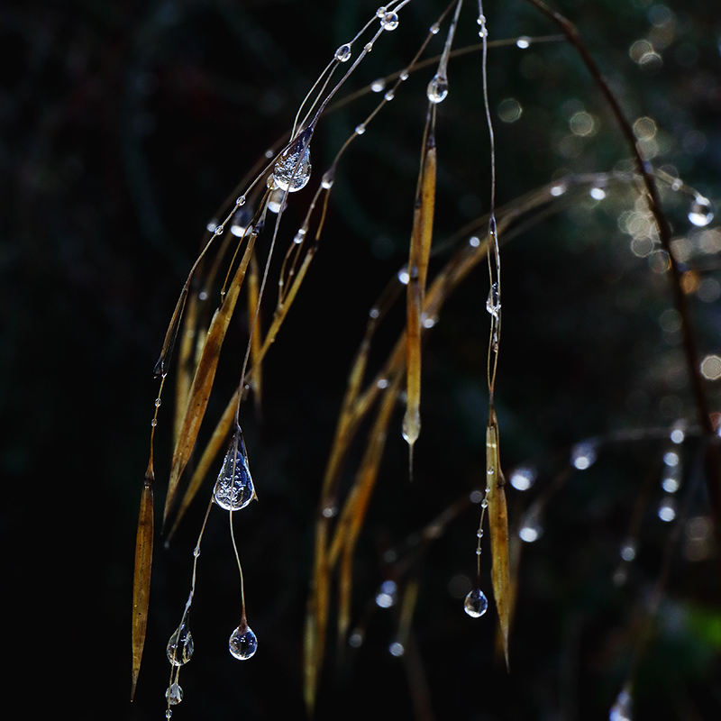 Water drops on Stipa gigantea (golden oats)
