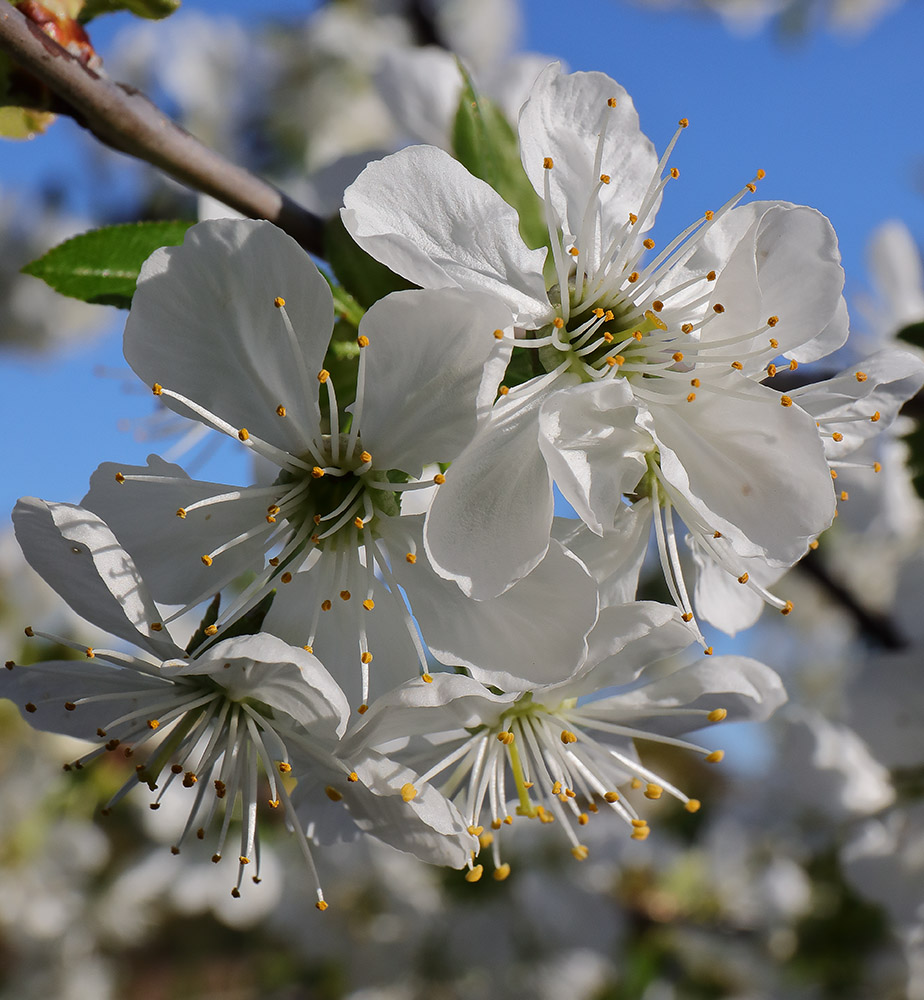 Cherry tree blossom
