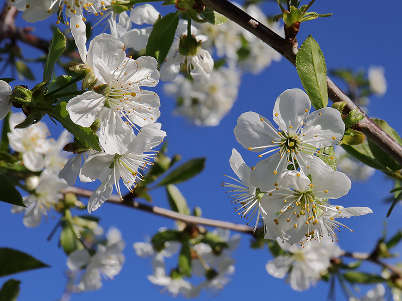 Cherry tree blossom