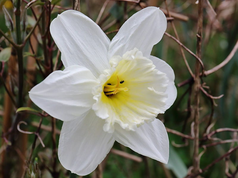 white daffodil