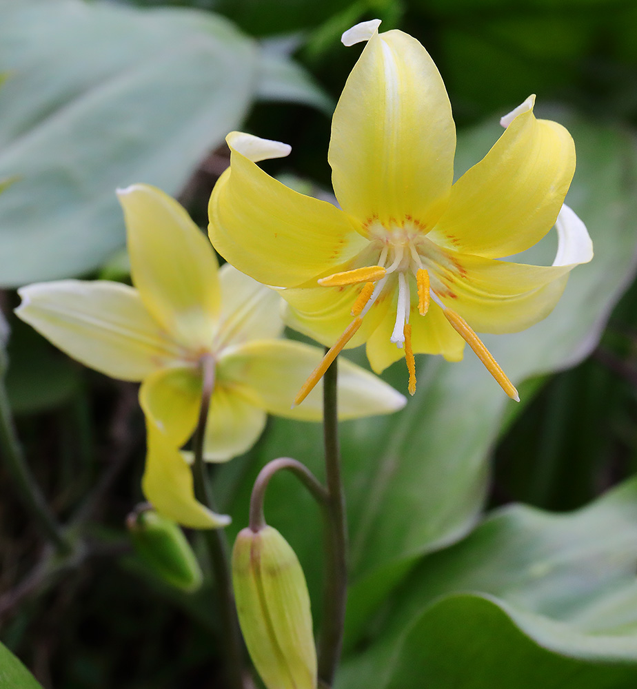 Dog's tooth violet (Erythronium dens-canis)