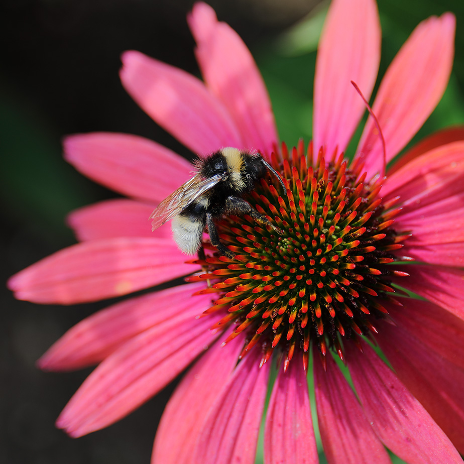 Bumblebee on echinacea flower