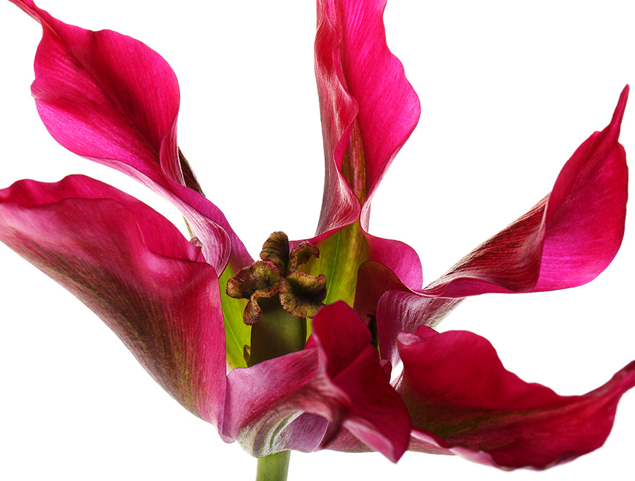 Red viridiflora tulip