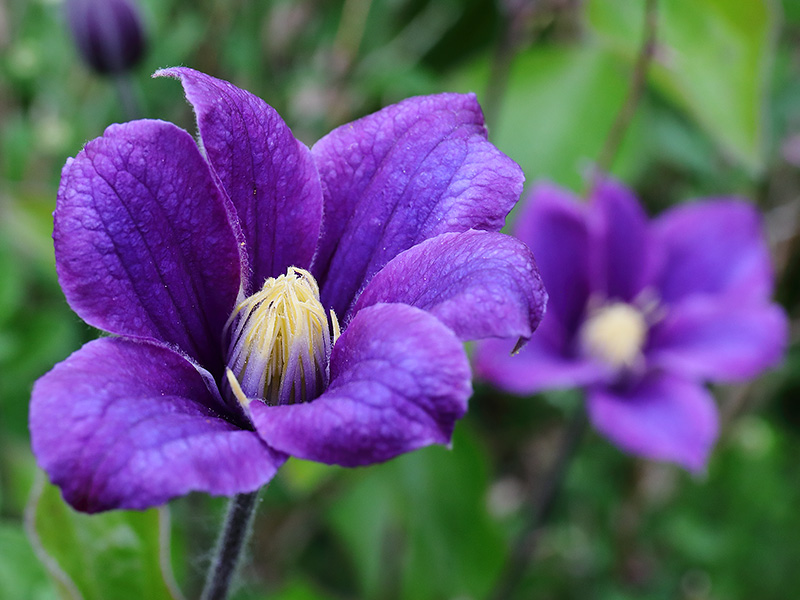 Clematis Arabella