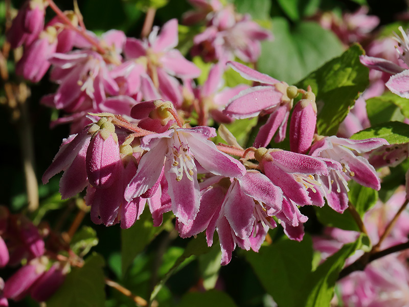 Deutzia x hybrida Strawberry Fields