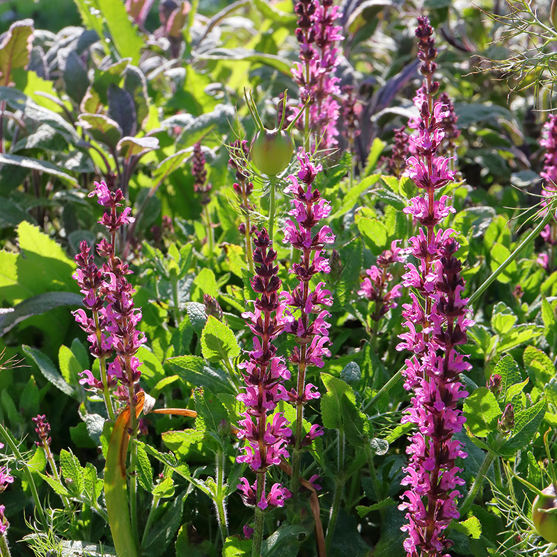 Salvia 'Rose Queen'