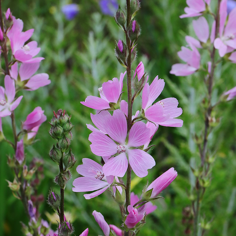 Sidalcea 'Party Girl' (prairie mallow)