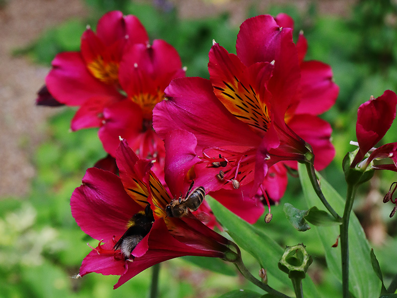 Bees on Alstroemeria
