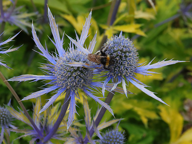 Bumblebee on Eryngium